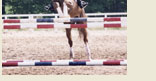 Ontario Breeders Production Sale - Jodie Gula aboard The Bureau County Kid