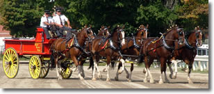 Ontario Breeders Production Sale's Jim and Steve MacKay driving a Six horse hitch