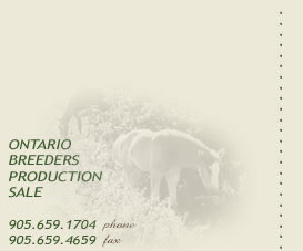 Ontario Breeders Production Sale - Check out our horses for sale
