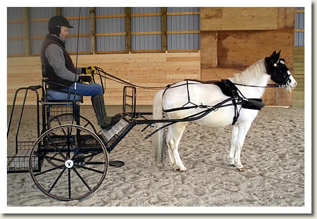 Hawksview's Kissing Bandit will be in our 2010 sale!