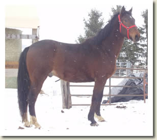 Shady Maple Carter  will be in the Ontario Breeders Production Sale 2010