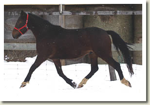Shady Maple Carter  will be in the Ontario Breeders Production Sale 2010
