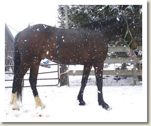 Shady Maple Leo  will be in the Ontario Breeders Production Sale 2010