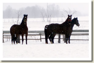 Leo, Starlite and Samson  will be in the Ontario Breeders Production Sale 2010