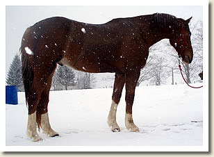 Shady Maple Maddox  will be in the Ontario Breeders Production Sale 2010