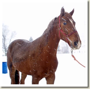 Shady Maple Maddox will be in the Ontario Breeders Production Sale 2010