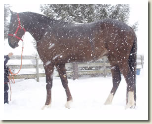 Shady Maple Samson  will be in the Ontario Breeders Production Sale 2010
