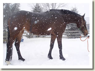 Shady Maple Starlite  will be in the Ontario Breeders Production Sale 2010