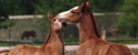 Ontario Breeders Production Sale Foals Playing