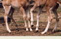 Ontario Breeders Production Sale Foals Playing