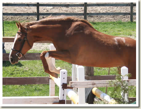 Ontario Breeders Production Sale