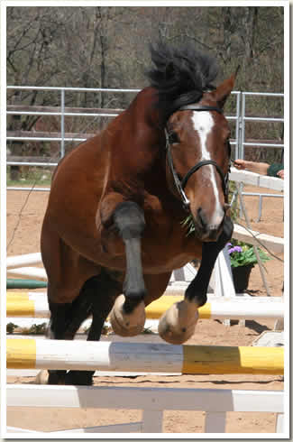 Ontario Breeders Production Sale