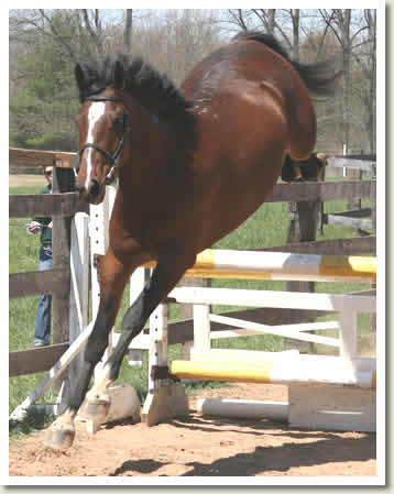 Ontario Breeders Production Sale