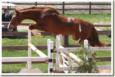 Ontario Breeders Production Sale