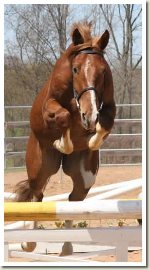 Ontario Breeders Production Sale
