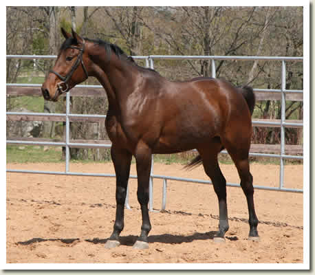 Ontario Breeders Production Sale