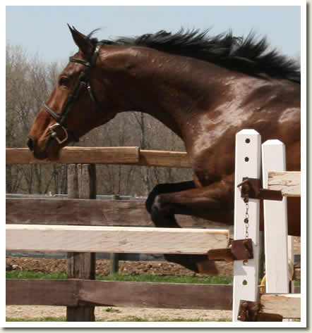 Ontario Breeders Production Sale