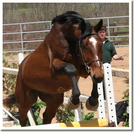 Ontario Breeders Production Sale