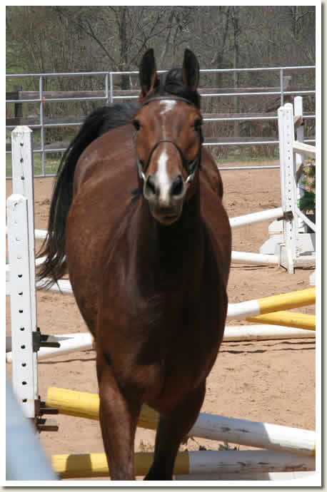 Ontario Breeders Production Sale