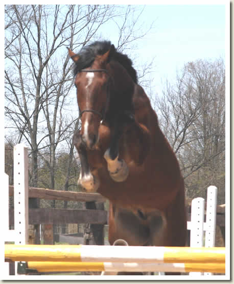 Ontario Breeders Production Sale