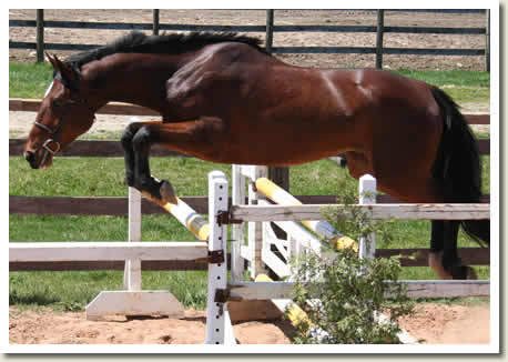 Ontario Breeders Production Sale