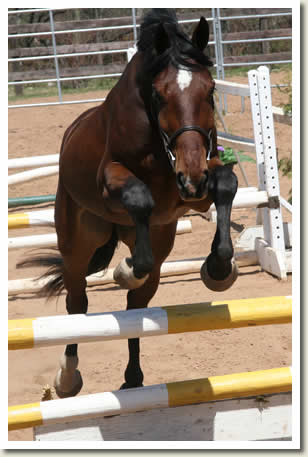 Ontario Breeders Production Sale