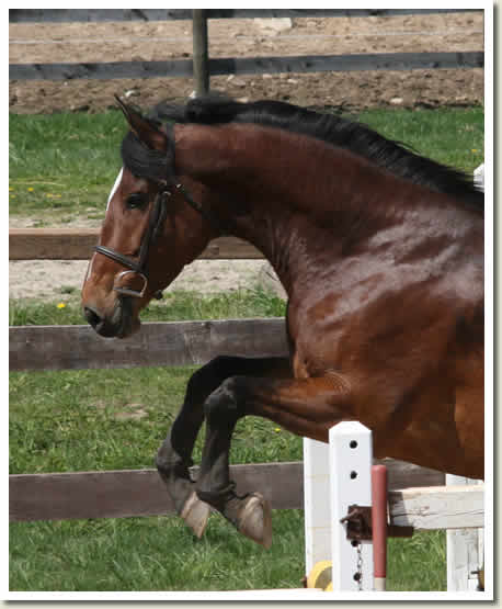 Ontario Breeders Production Sale