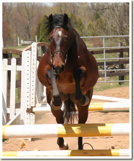 Ontario Breeders Production Sale