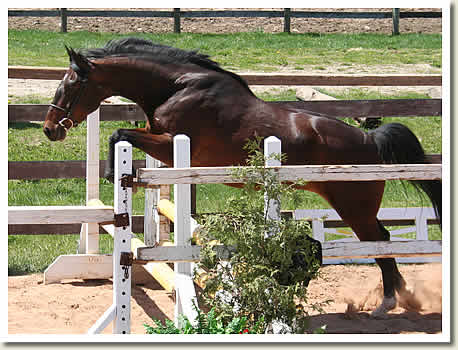 Ontario Breeders Production Sale