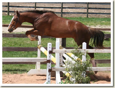 Ontario Breeders Production Sale