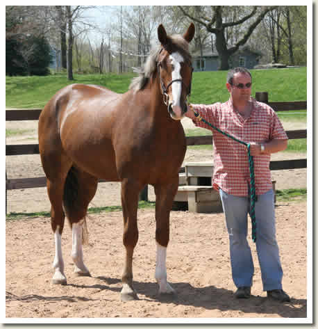 Ontario Breeders Production Sale