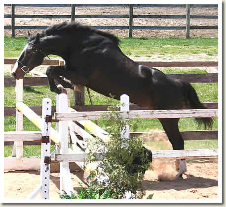Ontario Breeders Production Sale