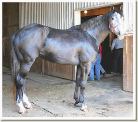 Ontario Breeders Production Sale