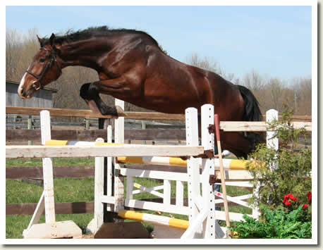 Ontario Breeders Production Sale