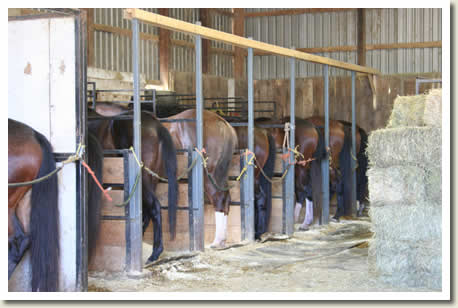 Ontario Breeders Production Sale