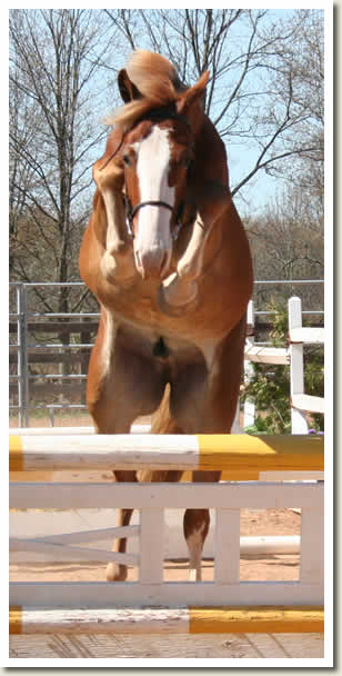 Ontario Breeders Production Sale