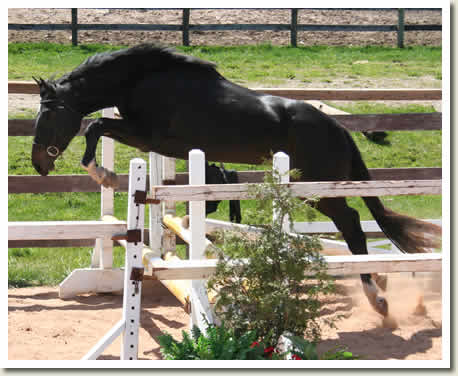 Ontario Breeders Production Sale