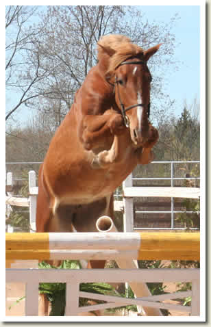 Ontario Breeders Production Sale