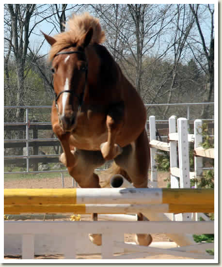 Ontario Breeders Production Sale