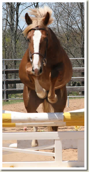 Ontario Breeders Production Sale