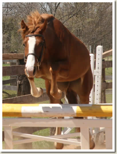 Ontario Breeders Production Sale