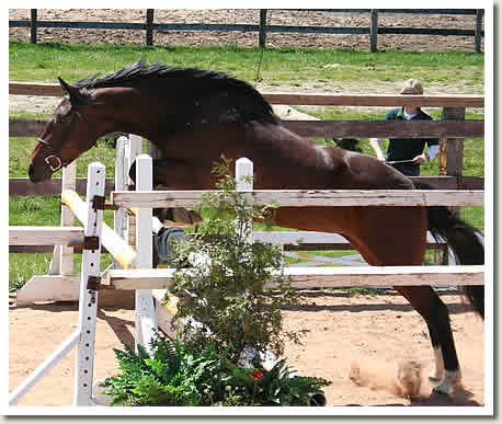 Ontario Breeders Production Sale