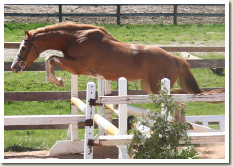 Ontario Breeders Production Sale
