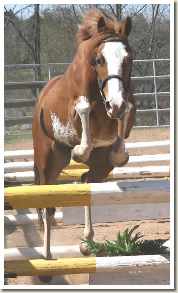 Ontario Breeders Production Sale
