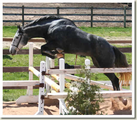 Ontario Breeders Production Sale