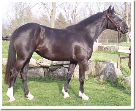 Ontario Breeders Production Sale's 2009 Catalogue pictures - Camilla