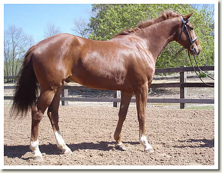 Ontario Breeders Production Sale's 2009 Catalogue pictures - Jude