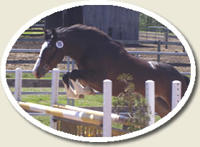 Don't miss this Ontario Breeders Production Sale!