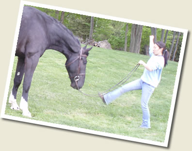 Don't miss this Ontario Breeders Production Sale!