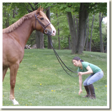 Don't miss this Ontario Breeders Production Sale!
